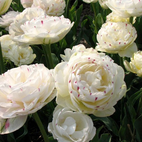 Tulipa 'Dance Line'