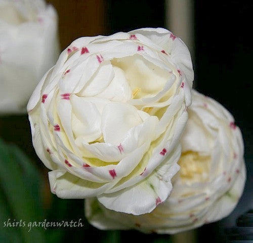 Tulipa 'Dance Line'