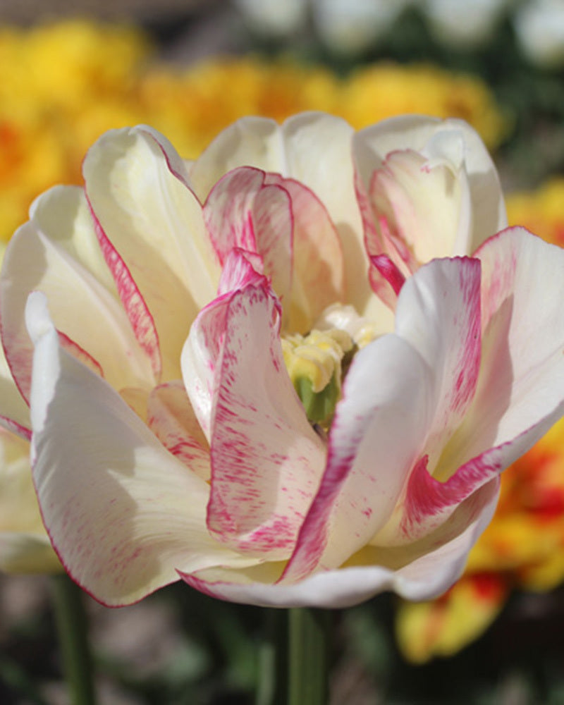 Tulipa 'Double Shake'