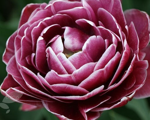 Tulipa 'Dream Touch'