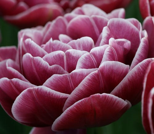 Tulipa 'Dream Touch'