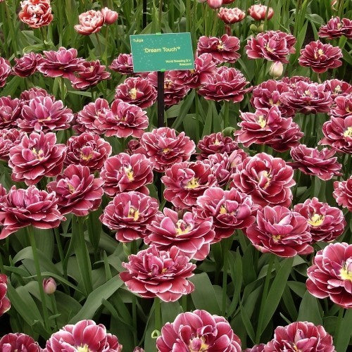 Tulipa 'Dream Touch'