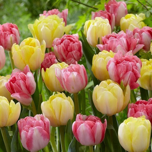 Tulipa 'Foxtrot Mix' / 'Foxy Foxtrot'