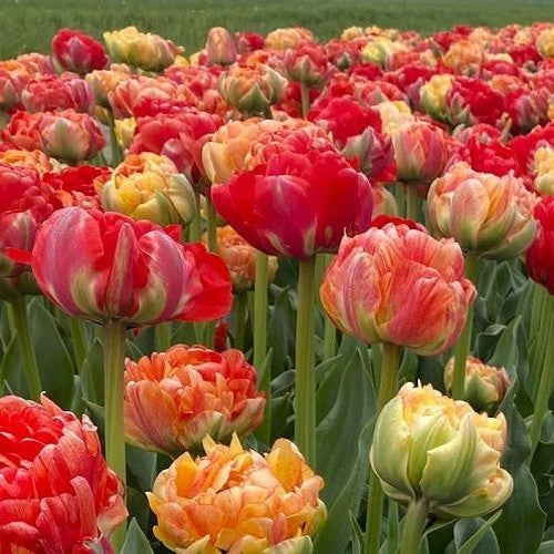 Tulipa 'Gudoshnik Double'