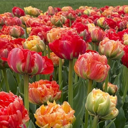 Tulipa 'Gudoshnik Double'