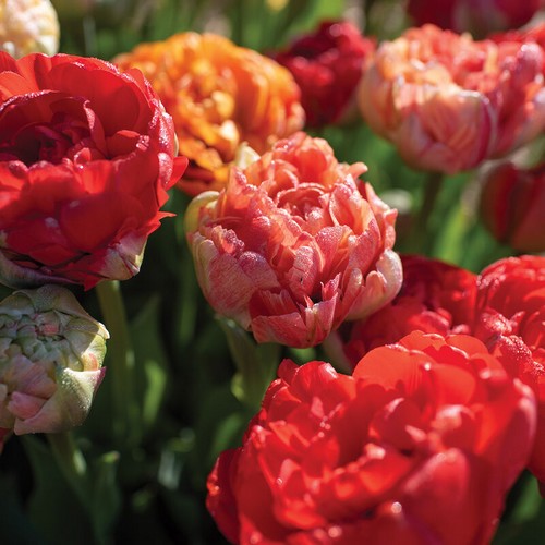 Tulipa 'Gudoshnik Double'