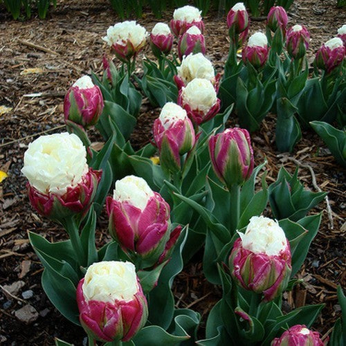 Tulipa 'Ice Cream'