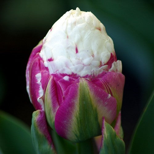 Tulipa 'Ice Cream'