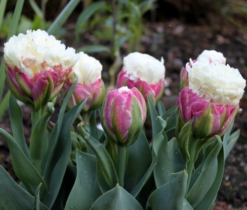 Tulipa 'Ice Cream'