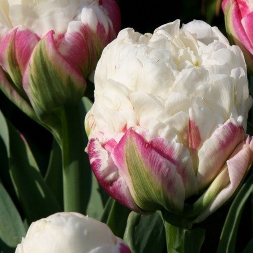 Tulipa 'Ice Cream'