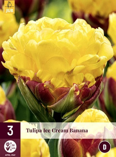 Tulipa 'Ice Cream Banana'