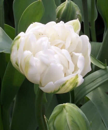 Tulip 'Northcap'