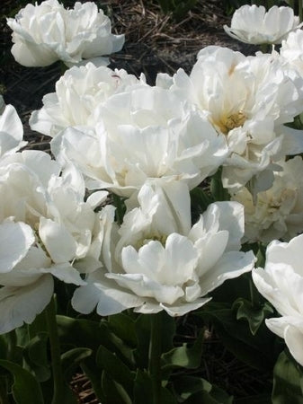 Tulip 'Northcap'