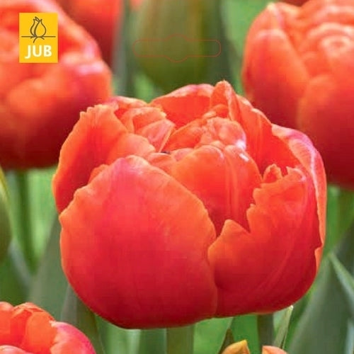 Tulipa 'Orange Icoon'