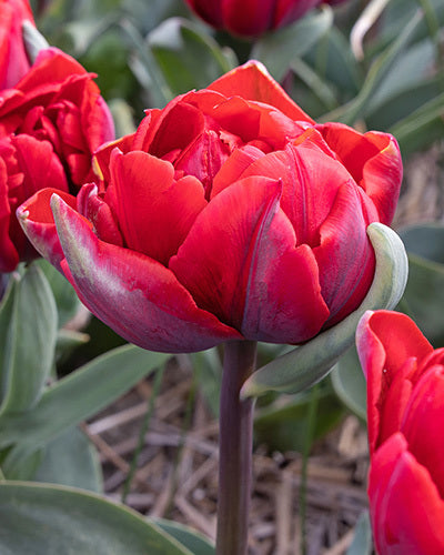 Tulipa 'Red Princess'