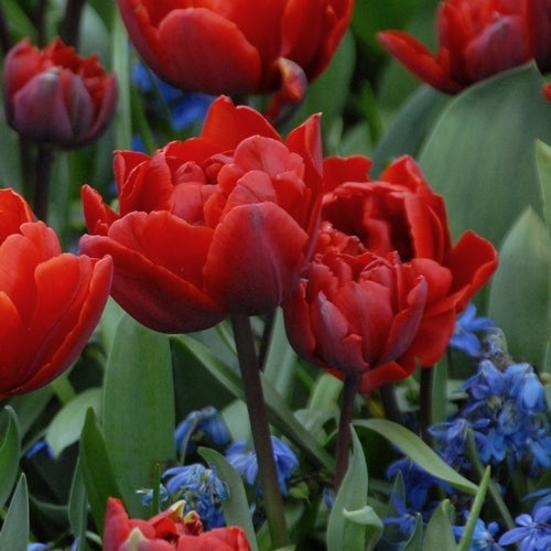 Tulipa 'Red Princess'