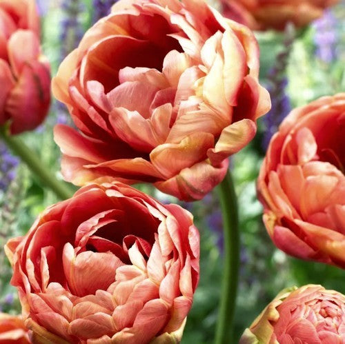 Tulipa 'Copper Image'