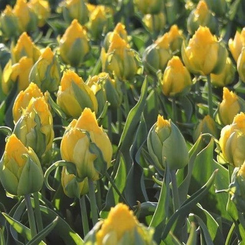 Tulipa 'Tropical Wave' / 'Vanille Coup'