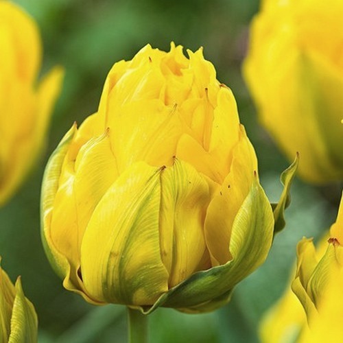 Tulipa 'Tropical Wave' / 'Vanille Coup'