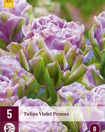 Tulipa 'Violet Pranaa'