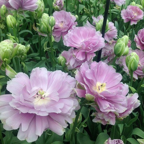 Tulipa 'Violet Pranaa'