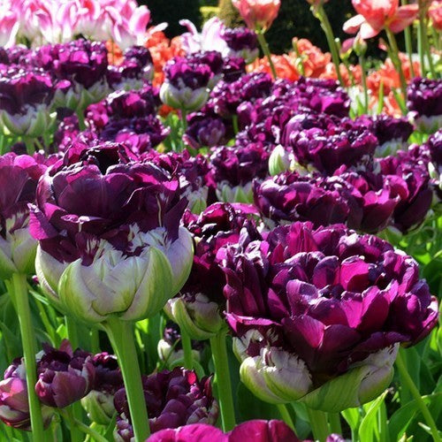 Tulipa 'Blue Wow'