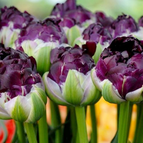 Tulipa 'Blue Wow'