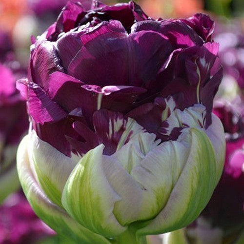 Tulipa 'Blue Wow'