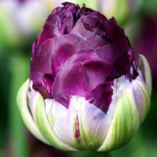 Tulipa 'Blue Wow'