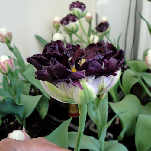 Tulipa 'Blue Wow'
