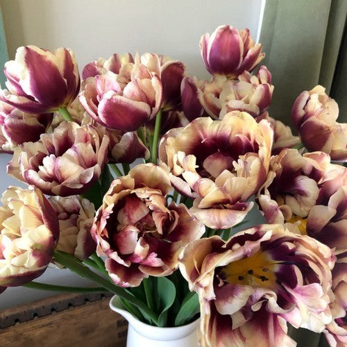 Tulipa 'Wyndham'