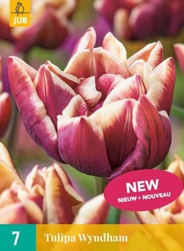 Tulipa 'Wyndham'