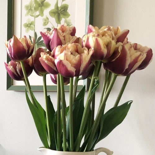 Tulipa 'Wyndham'