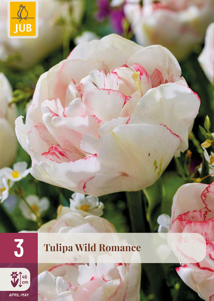 Tulipa 'Wild Romance'