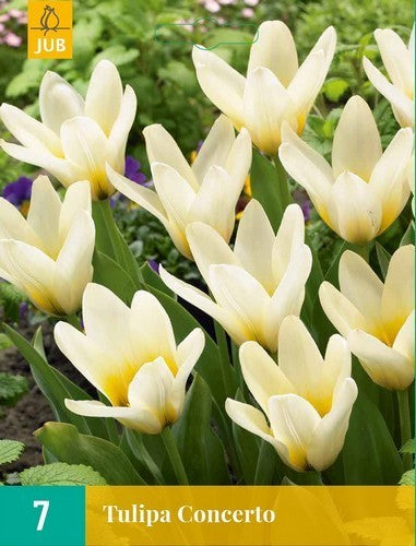 Tulipa Kaufmanniana-Hybriden 'Concerto'