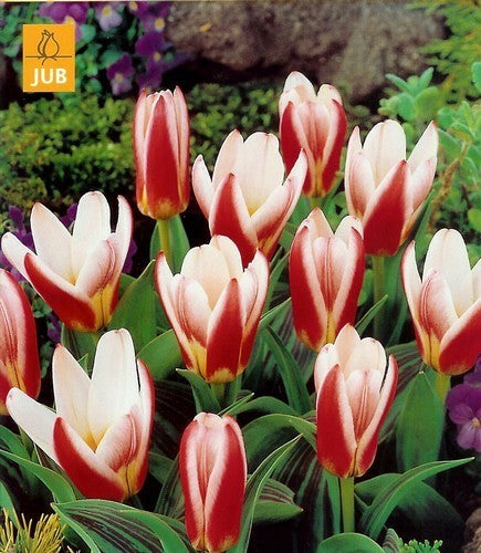 Tulipa Kaufmanniana-Hybriden 'Johan Strauss'