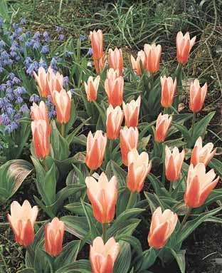 Tulipa Kaufmanniana-Hybriden 'Johan Strauss'