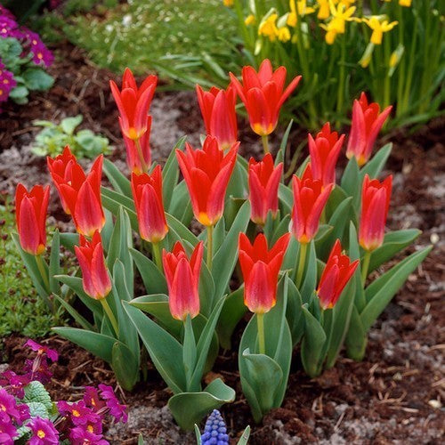 Tulipa Kaufmanniana-Hybriden 'Scarlet Baby'