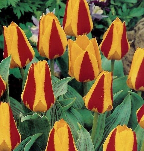 Tulipa Kaufmanniana-Hybriden 'Stresa'