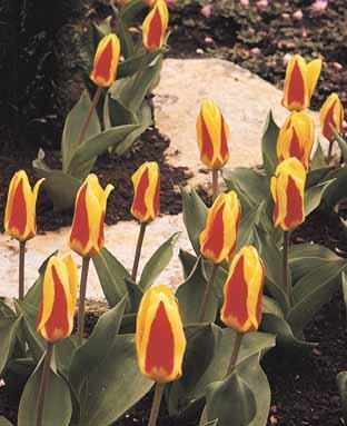 Tulipa Kaufmanniana-Hybriden 'Stresa'