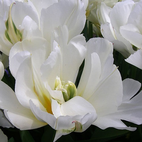 Tulipa Fosteriana-Hybriden 'White Valley'