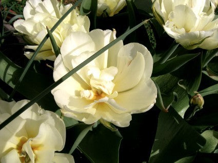 Tulipa Fosteriana-Hybriden 'White Valley'