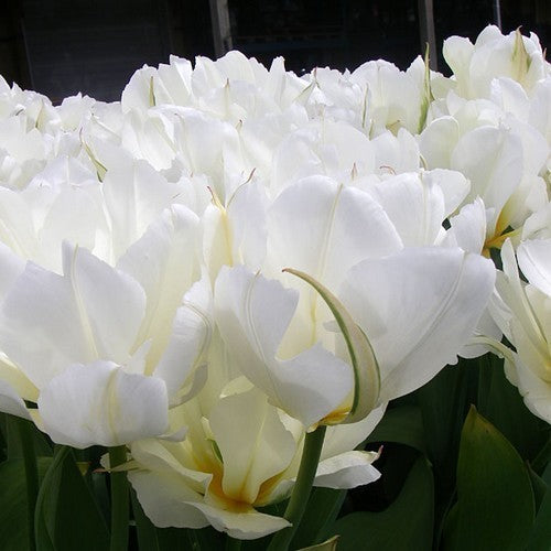 Tulipa Fosteriana-Hybriden 'White Valley'