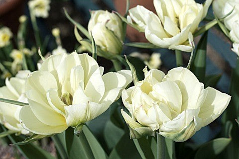 Tulipa Fosteriana-Hybriden 'White Valley'