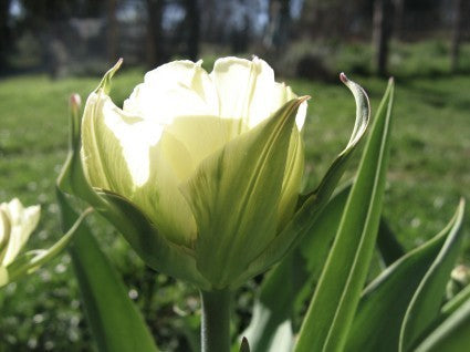 Tulipa Fosteriana-Hybriden 'White Valley'