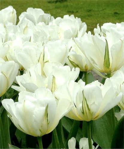 Tulipa Fosteriana-Hybriden 'White Valley'