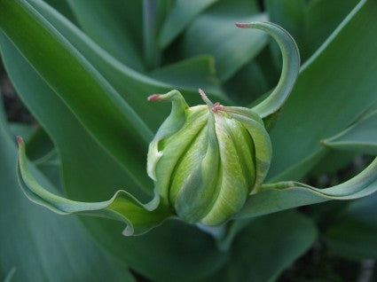 Tulipa Fosteriana-Hybriden 'White Valley'