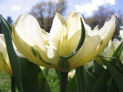 Tulipa Fosteriana-Hybriden 'White Valley'