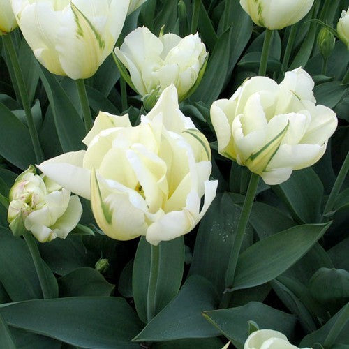 Tulipa Fosteriana-Hybriden 'White Valley'