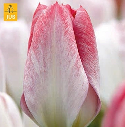 Tulipa Fosteriana-Hybriden 'Flaming Purissima'